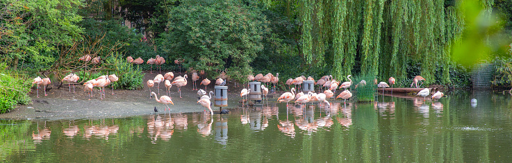A flamboyance of flamingos resting at waterfront, head photo