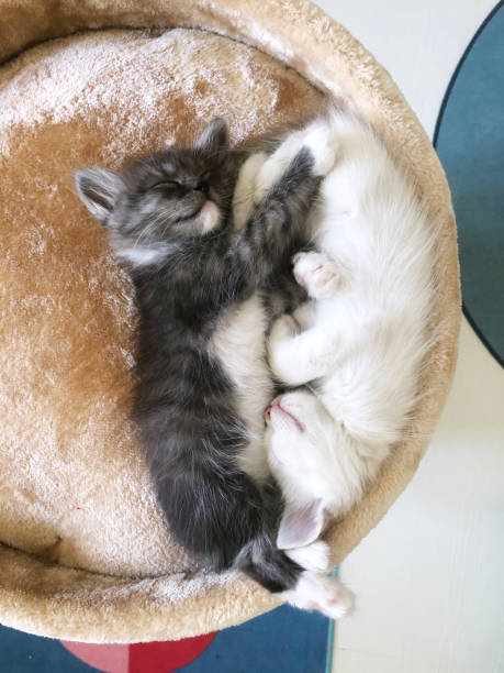 istock two cute kittens white and gray are sleeping cuddled next to each other. 2138313972