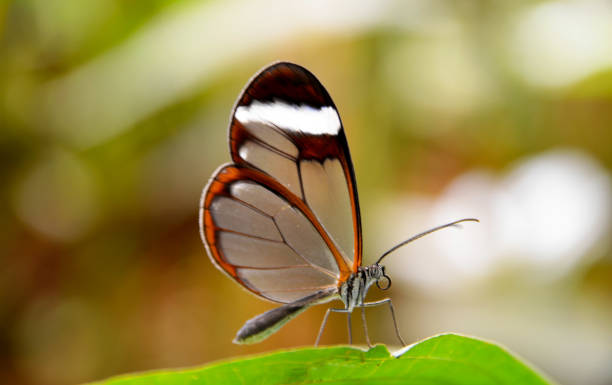 istock Greta oto transparent winged butterfly resting on a green leaf. 2138316590