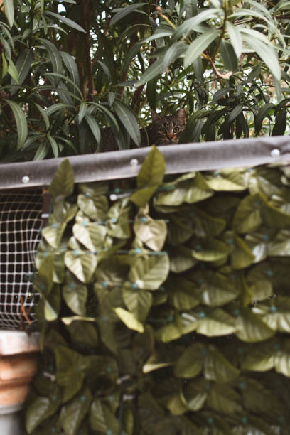 Shy tabby cat in Athens, surrounded by green plants, staring.