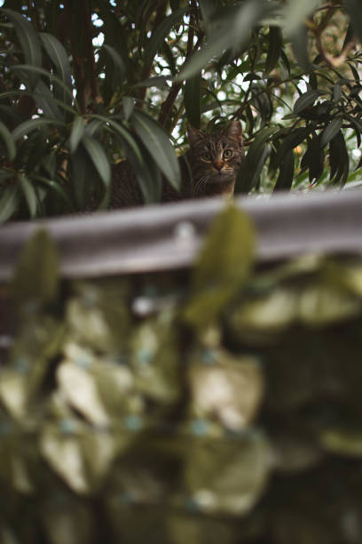 Shy tabby cat in Greece, peeking through greenery.