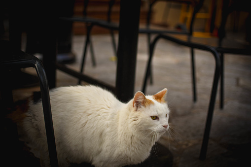 A fluffy white cat strolls through Athens, weaving past restaurant chairs with grace and curiosity.