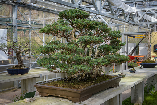 view of a Formosa Juniper in a botanic garden in France