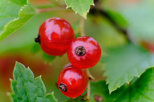 a branch of ripe red currant in the garden on a green background. macro photo, soft focus