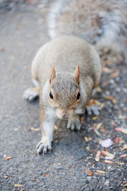 istock Top down view of a gray squirrel looking up at the camera standing on a road 2138350711