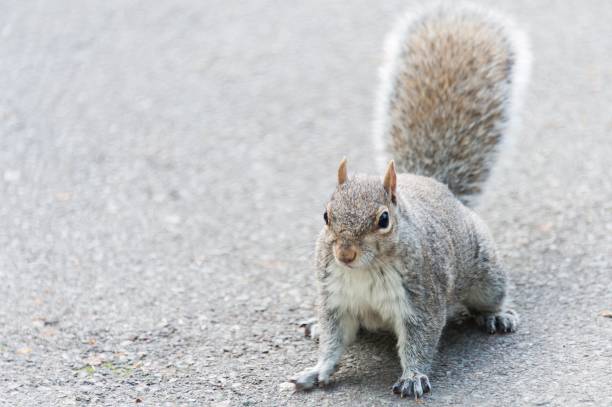 istock top down view of a gray squirrel looking up at the camera standing on a road 2138353305