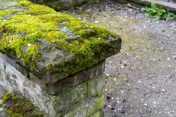 stone wall with green fresh moss