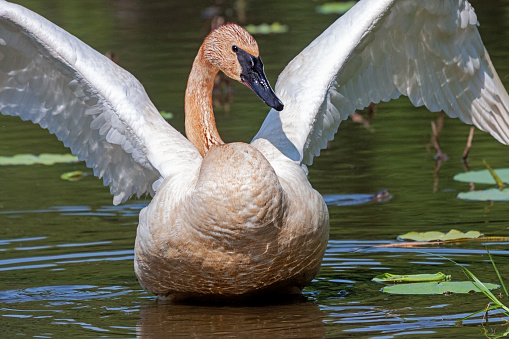 In a shallow pond filled with lily pads, a trumpter swan raises its wings like an angel.
