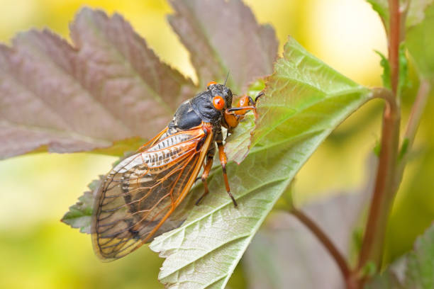 istock Adult Cicada Climbs on a Leaf 2138354375