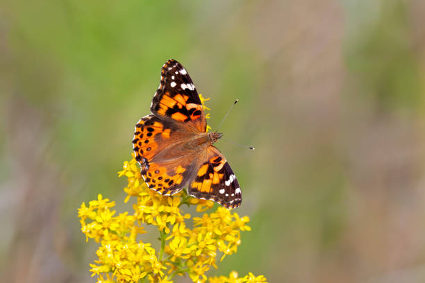 A Painted Lady Butterfly Pollinates a Goldenrod Flower
