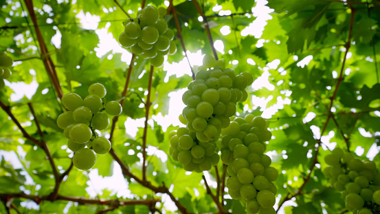 Delicious white grapes on branch, China, Aug 2022