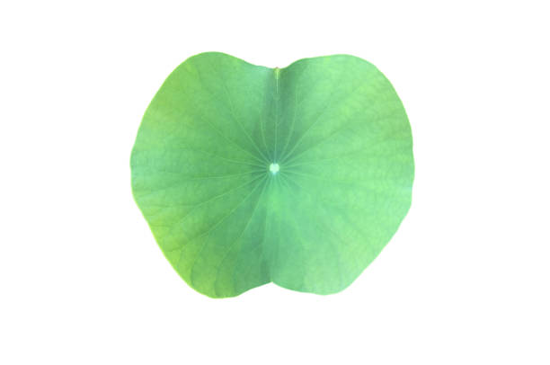 istock waterlily or lotus leaf 2138355940