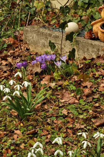 young blooming crocus flowers on the terrace in Munich city in spring