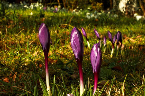 Flower-Krokus young blooming crocus flowers on the terrace in Munich city in spring krokus stock pictures, royalty-free photos & images