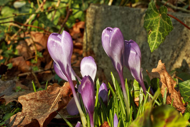 Flower-Krokus young blooming crocus flowers on the terrace in Munich city in spring krokus flower stock pictures, royalty-free photos & images