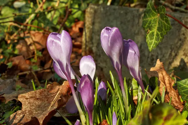 young blooming crocus flowers on the terrace in Munich city in spring