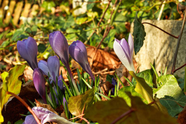 Flower-Krokus young blooming crocus flowers on the terrace in Munich city in spring krokus flower stock pictures, royalty-free photos & images