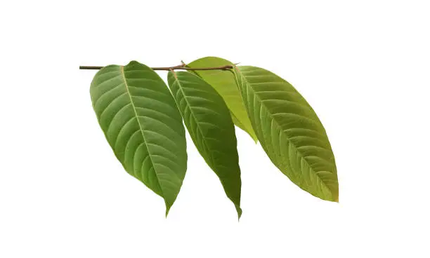 Isolated queen tree or lagerstroemia speciosa leaf with clipping paths.