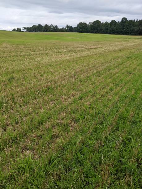istock A field of cut hay 2138367448