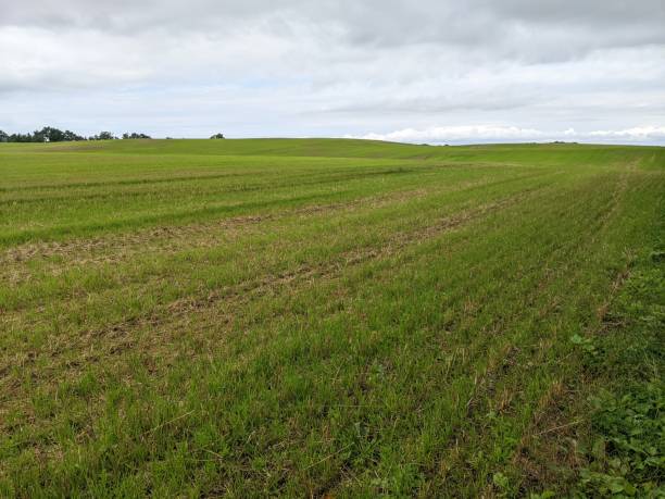 istock A field of cut hay 2138368486