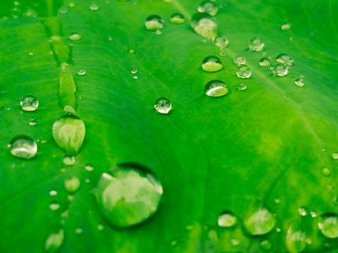 Green leaves with water drops reflect the freshness of the environment