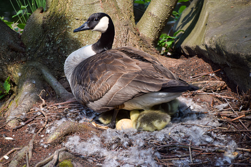 A Canada goose mother sits on her nest and takes care of newborn goslings and eggs.