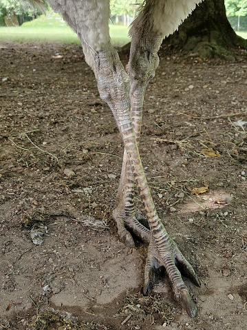 Nandu - Laufvogel - Füße