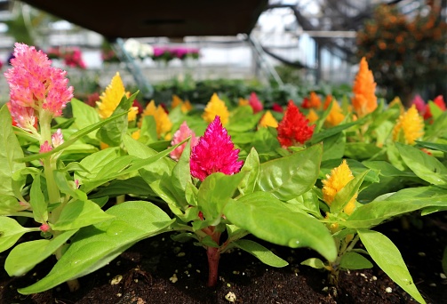 Celosia Argentea, commonly known as plumed cocksomb or silver cock's comb, of different colors cultivated in a greenhouse