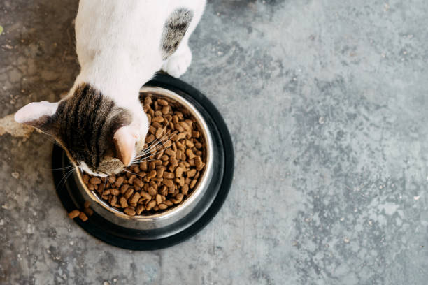 istock Cenital view of young cat eating. 2138428768