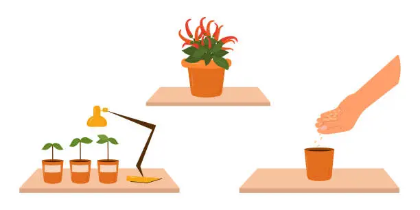 Vector illustration of The concept of home growing  fresh vegetables.