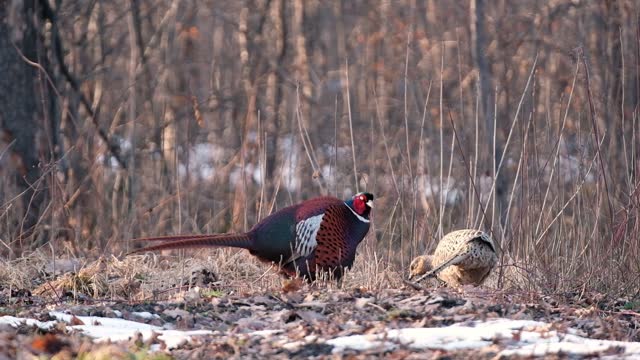 Sunset Harmony, adult birds, common pheasants in a woodland area in early spring