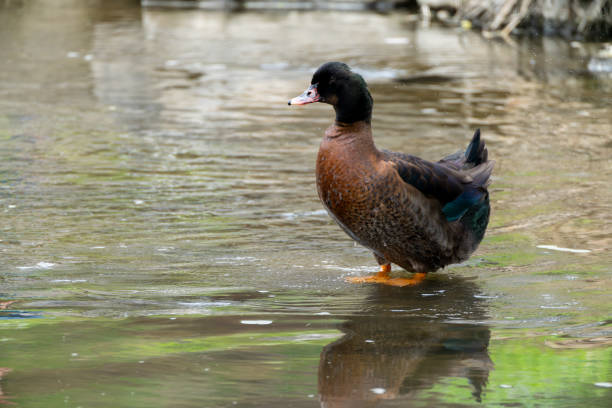 Birdwatching footage of a duck with a black head, larger than a mallard, taken on April 4, 2024 at Yangjaecheon, Seoul, South Korea, during lunchtime cloudiness.