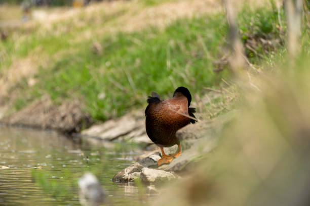 A black-headed duck, larger than a mallard, stands with its head buried in its wings, sleeping.