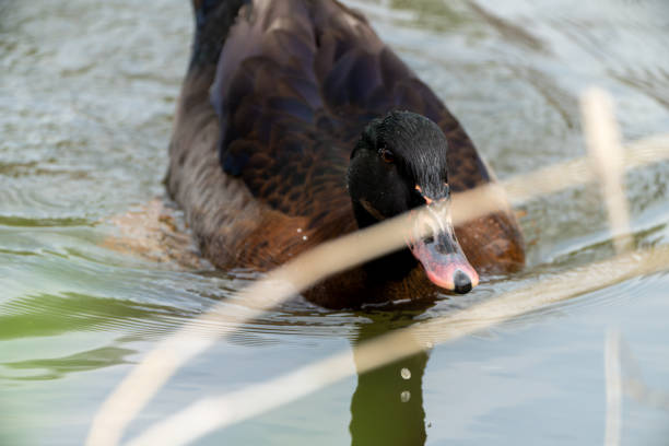 Birdwatching footage of a duck with a black head, larger than a mallard, taken on April 4, 2024 at Yangjaecheon, Seoul, South Korea, during lunchtime cloudiness.
