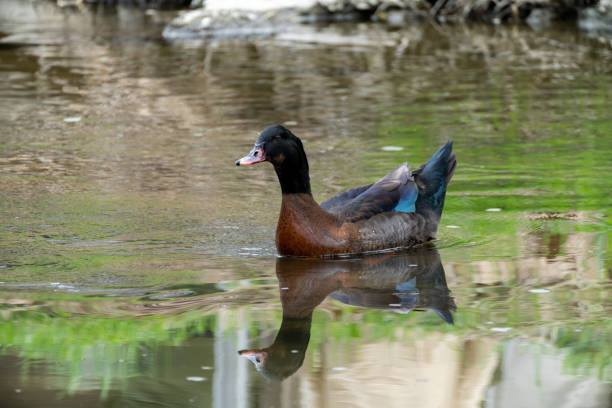 Birdwatching footage of a duck with a black head, larger than a mallard, taken on April 4, 2024 at Yangjaecheon, Seoul, South Korea, during lunchtime cloudiness.