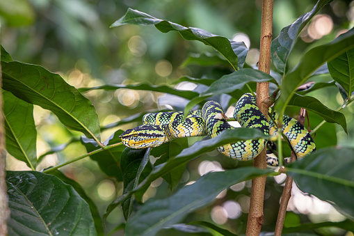 Close-up of a venomous Bush Viper snake with forked tongue