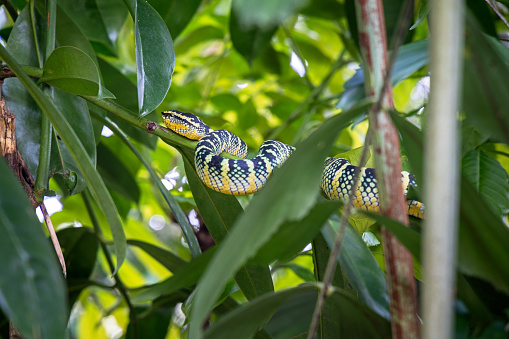 Temple snake or Wagler's pit viper, Tropidolaemus wagleri resting in a bush in the jungle the Mount Leuser National Park close to Bukit Lawang in the northern part of Sumatra