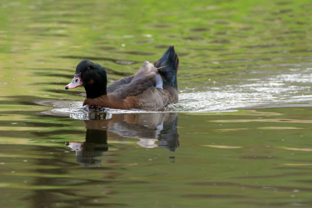 istock A close-up of a black-headed duck, larger than a mallard, with its back head looking squashed and some of its wings looking turquoise. 2138456693