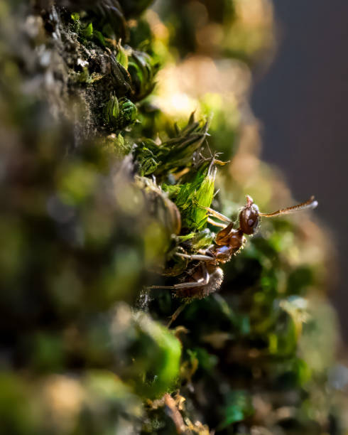 schwarze ameise getarnt auf moosiger vegetation vor einem alten gebäude - insectoid stock-fotos und bilder