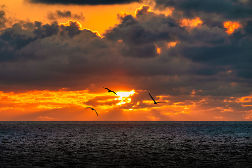 the Three gulls and a sunset