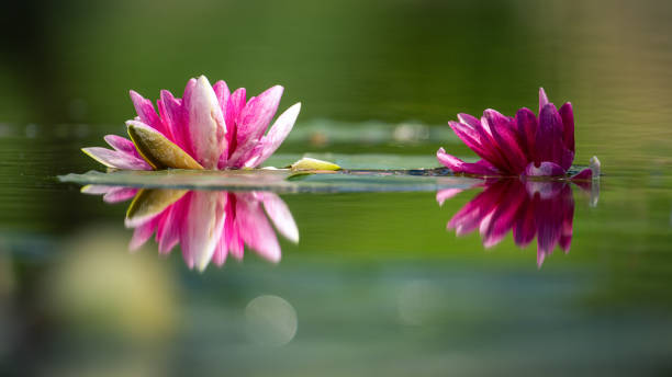 istock two flowers sitting in the water next to each other and the reflection 2138457616