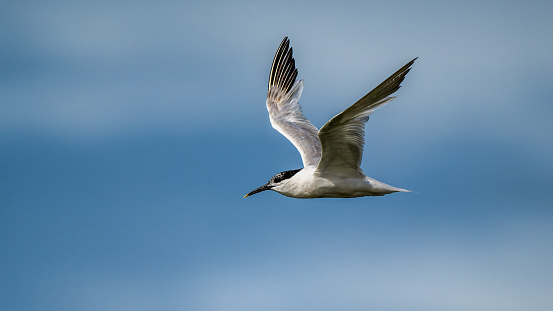 A Sandwich Tern soaring in the sky with wings spread wide