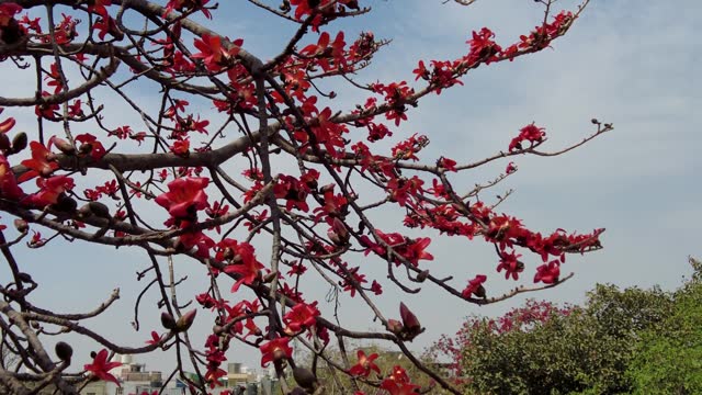 Beautiful red gorgeous flowers blooming on the branches of Shimul or Red silk-cotton tree.