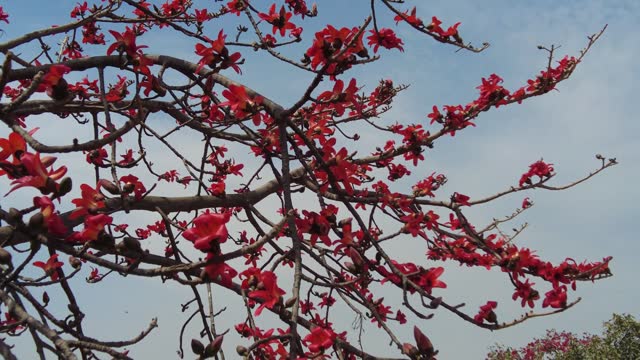 Red Bombax ceiba flowers blooming against a beautiful blue sky