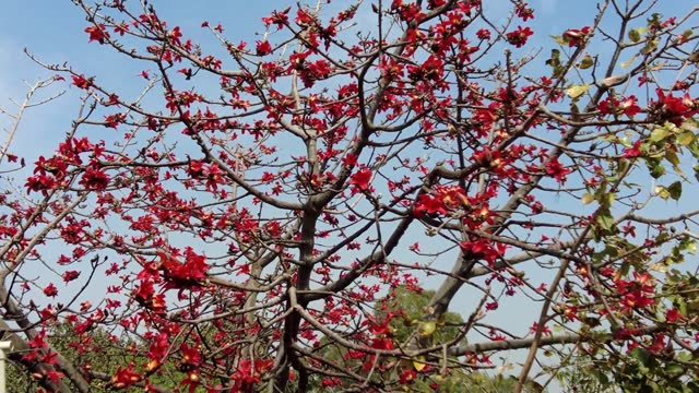 Beautiful red gorgeous flowers blooming on the branches of Shimul or Red silk-cotton tree.