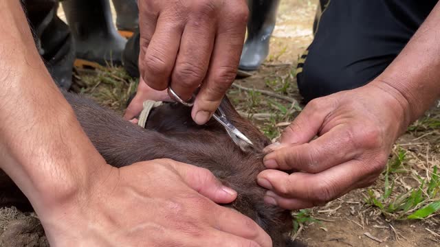 A veterinarian shaving the hair around a calf's horn in preparation for a clinical procedure
