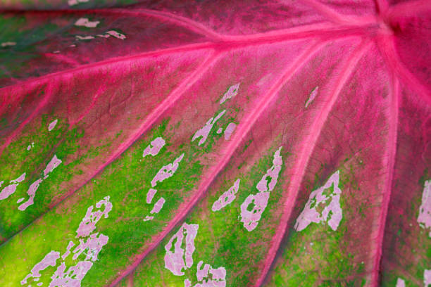 istock A leaf with a green stem and pink veins 2138508153