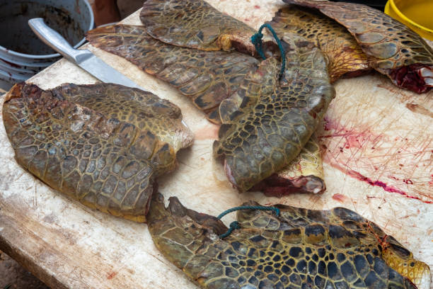 istock illegal turtle meat sale in Central America. 2138511791