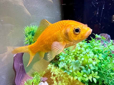 Goldfish (Carassius auratus) in fish tank