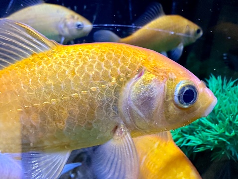 Goldfish (Carassius auratus) in fish tank